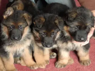 Duitse Herder Puppies