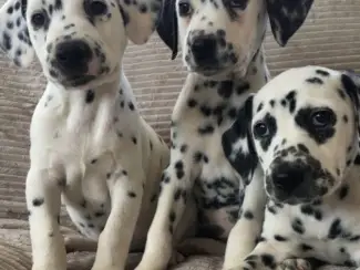 Prachtige Dalmatische Puppies