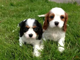Cavalier King Charles Spaniel Pups