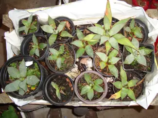 Agave stekken