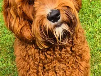Honden | Toebehoren Dekreu Australische Labradoodle (particulier)