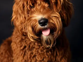 Honden | Toebehoren Dekreu Australische Labradoodle (particulier)