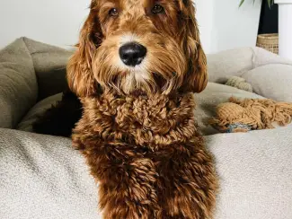 Honden | Toebehoren Dekreu Australische Labradoodle (particulier)