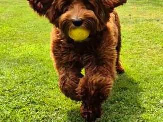 Honden | Toebehoren Dekreu Australische Labradoodle (particulier)