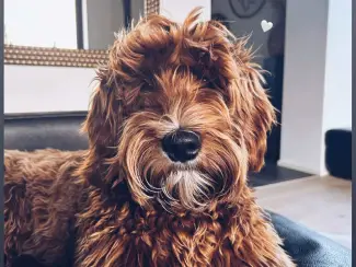 Honden | Toebehoren Dekreu Australische Labradoodle (particulier)
