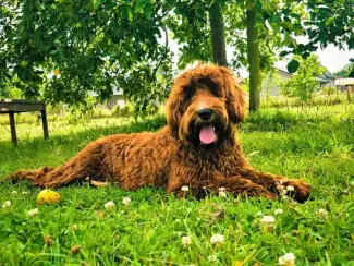 Dekreu Australische Labradoodle (particulier)