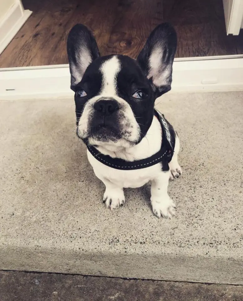 Schattige Franse Bulldog-puppy's