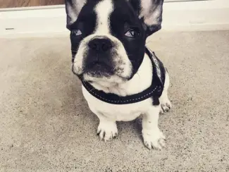 Schattige Franse Bulldog-puppy's