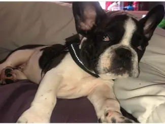 Honden en Puppy's Schattige Franse Bulldog-puppy's