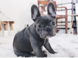 Honden en Puppy's Schattige Franse Bulldog-puppy's