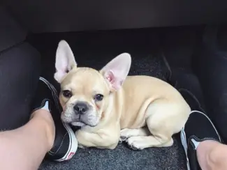 Honden en Puppy's Schattige Franse Bulldog-puppy's