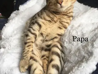 Katten Twee lieve Bengaalse kittens