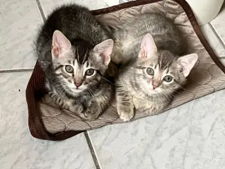 Twee lieve Bengaalse kittens