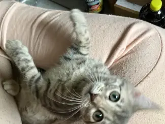 Katten Twee lieve Bengaalse kittens