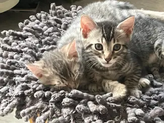 Katten Twee lieve Bengaalse kittens