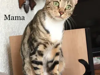 Katten Twee lieve Bengaalse kittens