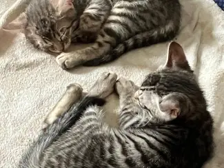 Katten Twee lieve Bengaalse kittens