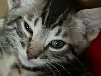 Katten Twee lieve Bengaalse kittens