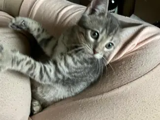 Katten Twee lieve Bengaalse kittens