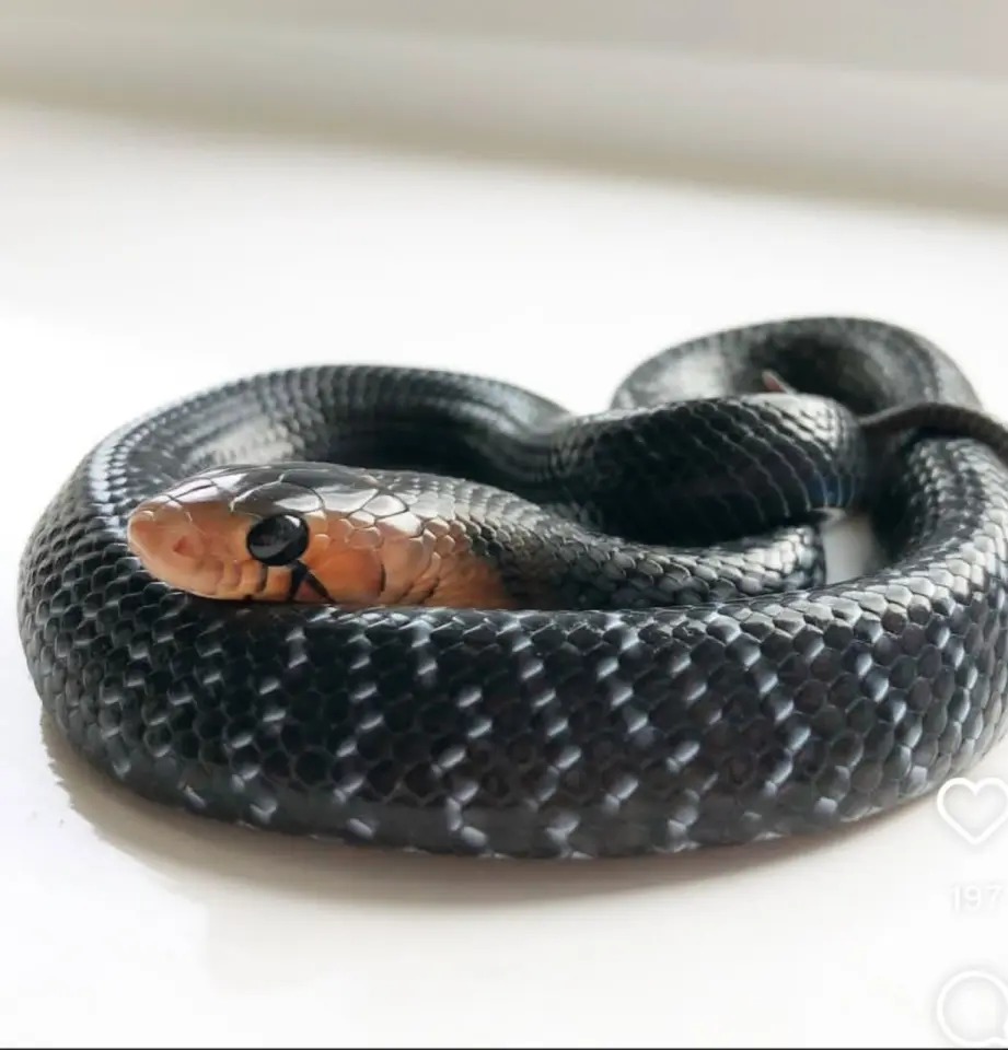 Drymarchon couperi te koop