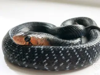 Drymarchon couperi te koop