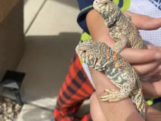Pair Ornate Uromastyx for sale