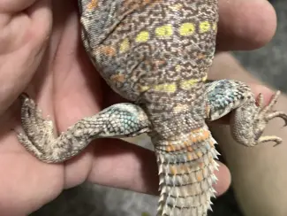 Reptielen, Hagedissen en Slangen Pair Ornate Uromastyx for sale