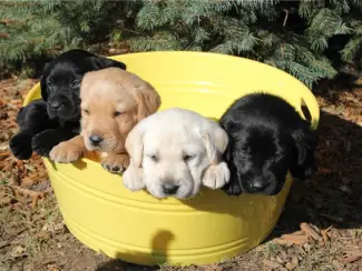 Perfect  Labrador !!pupjes beschikbaar,