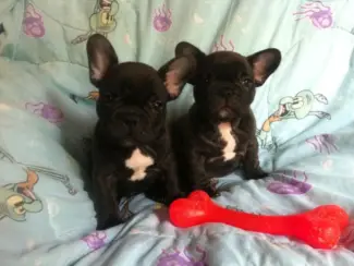 Twee Franse Blaue Bulldog Pups