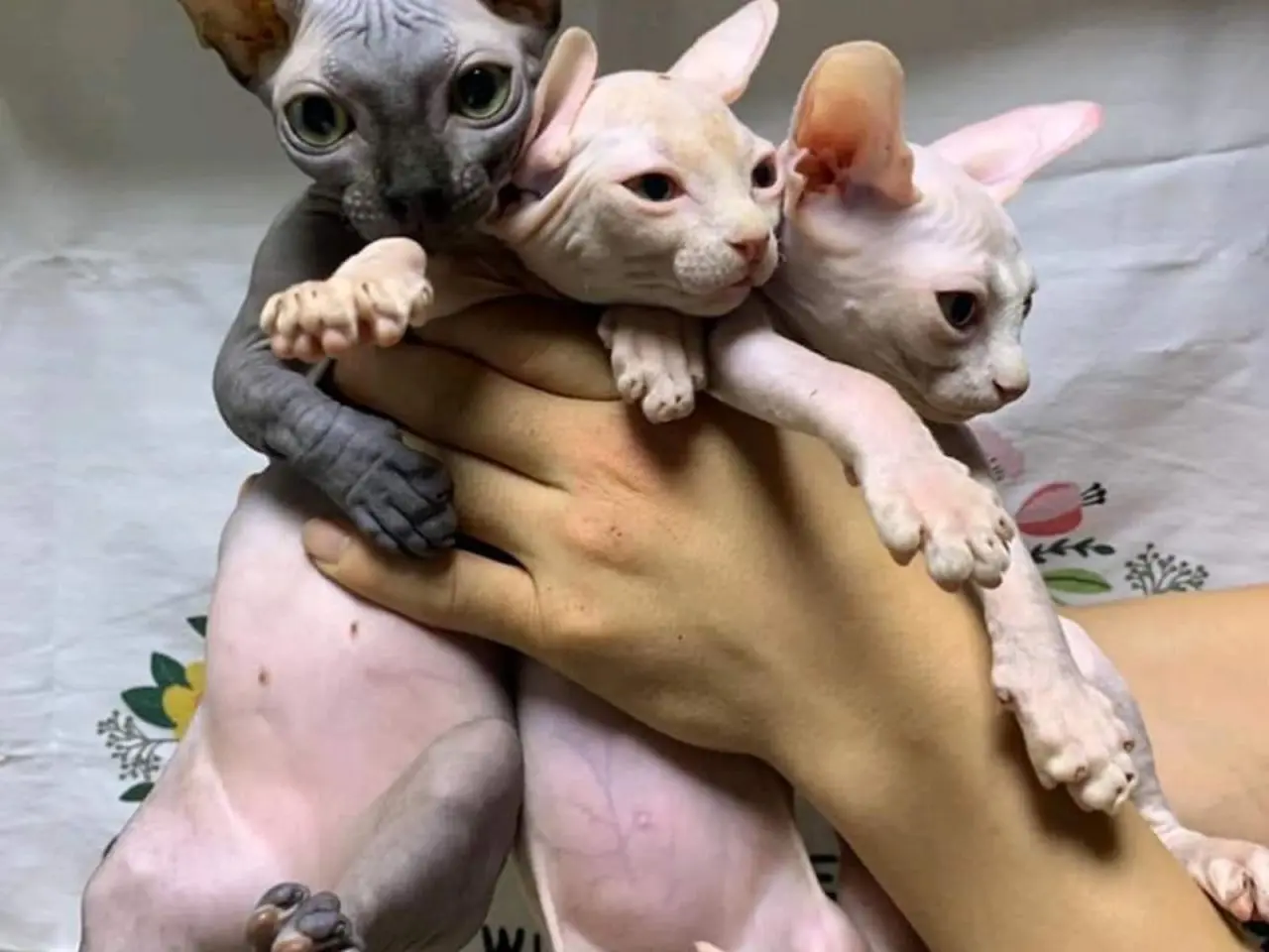 Magnifique Sphynx !!kitten beschikbaar,