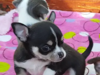 Schattige Chihuahua Pups Beschikbaar.