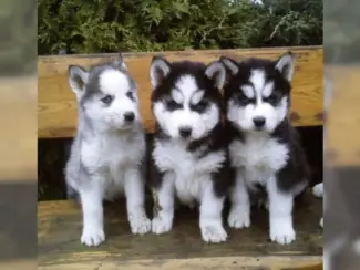 100% schone Siberische husky-pups