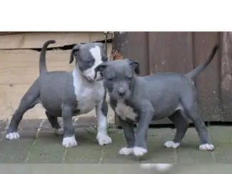 Supermooie pitbull terrier pups!