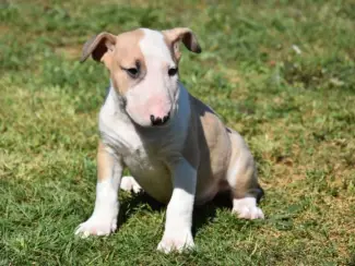 Honden en Puppy's Bull terrier pups