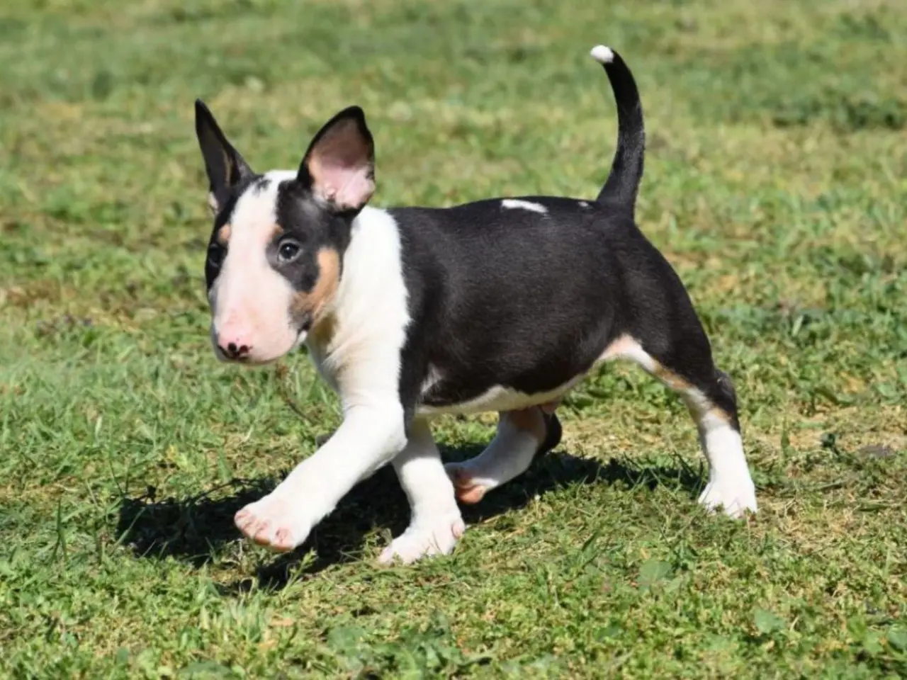 Bull terrier pups