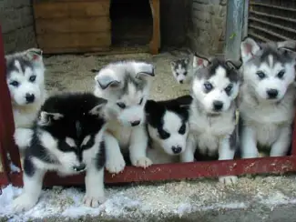 100% schone Siberische husky-pups