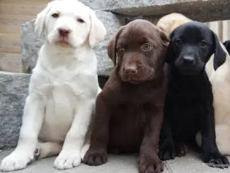 mooie labrador retriever pups