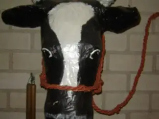 Koptouwen voor koeien