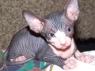 Magnifique Sphynx !!kitten beschikbaar,