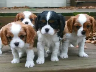 Cavalier King Charles-puppy's.