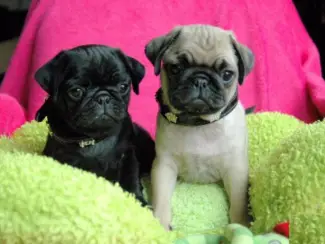 Sociale mopshond mops pupjes in huis opgegroeid