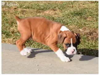 Gezonde Boxer-puppy's te koop