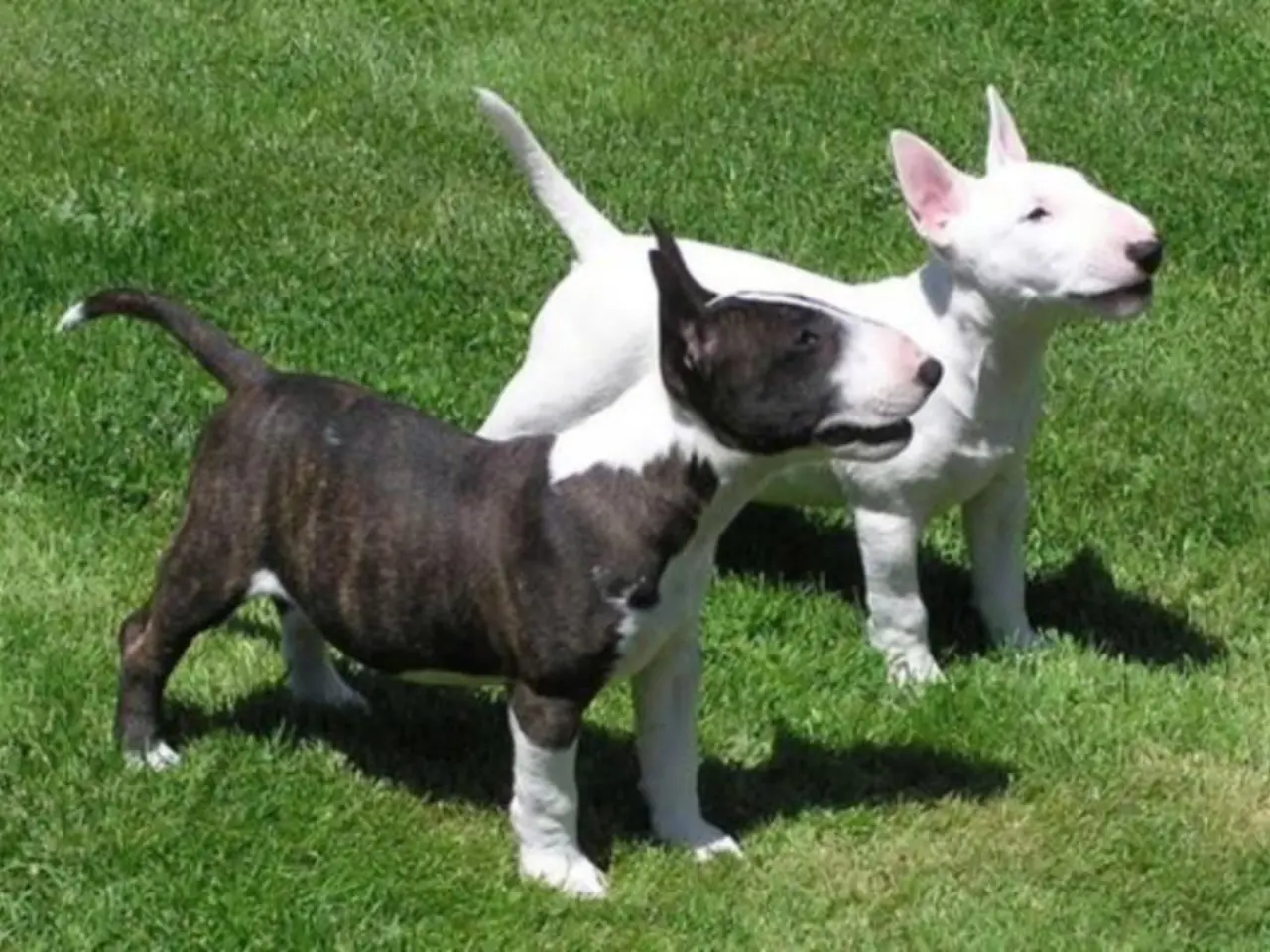 Bull terrier pups