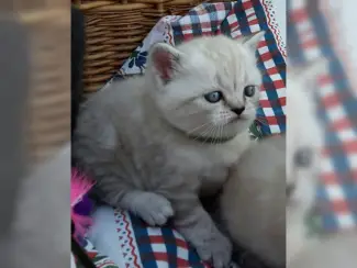 Brits Korthaar Kittens