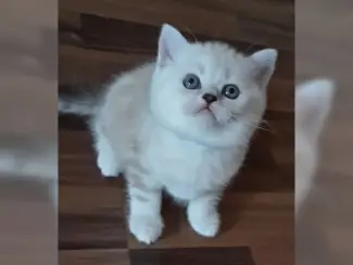 Katten Brits Korthaar Kittens