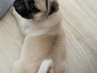 beschikbare mopshondpuppy's voor herhuisvesting