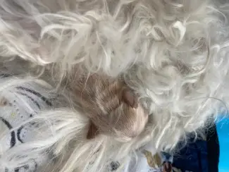 Honden en Puppy's 2lieve Maltipoo puppy’s zoeken een bijzonder volliefde mens