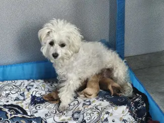 Honden en Puppy's 2lieve Maltipoo puppy’s zoeken een bijzonder volliefde mens