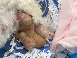 Honden en Puppy's 2lieve Maltipoo puppy’s zoeken een bijzonder volliefde mens