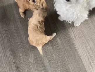 Honden en Puppy's 2lieve Maltipoo puppy’s zoeken een bijzonder volliefde mens